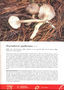Hygrophorus agathosmus